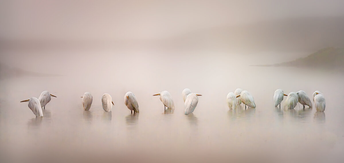 Egrets-3-final.jpg