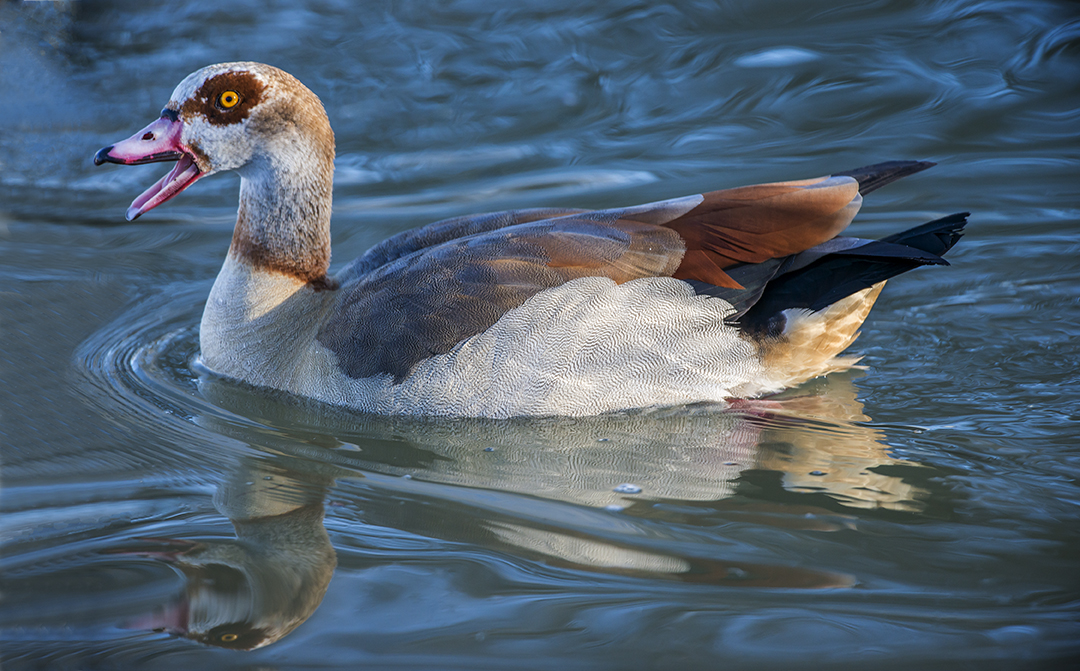 Egyptian Goose (1 of 1).jpg