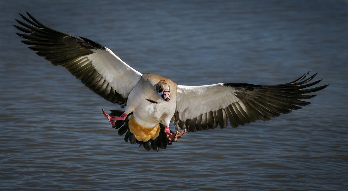 Egyptian goose-9412-Edit.jpg