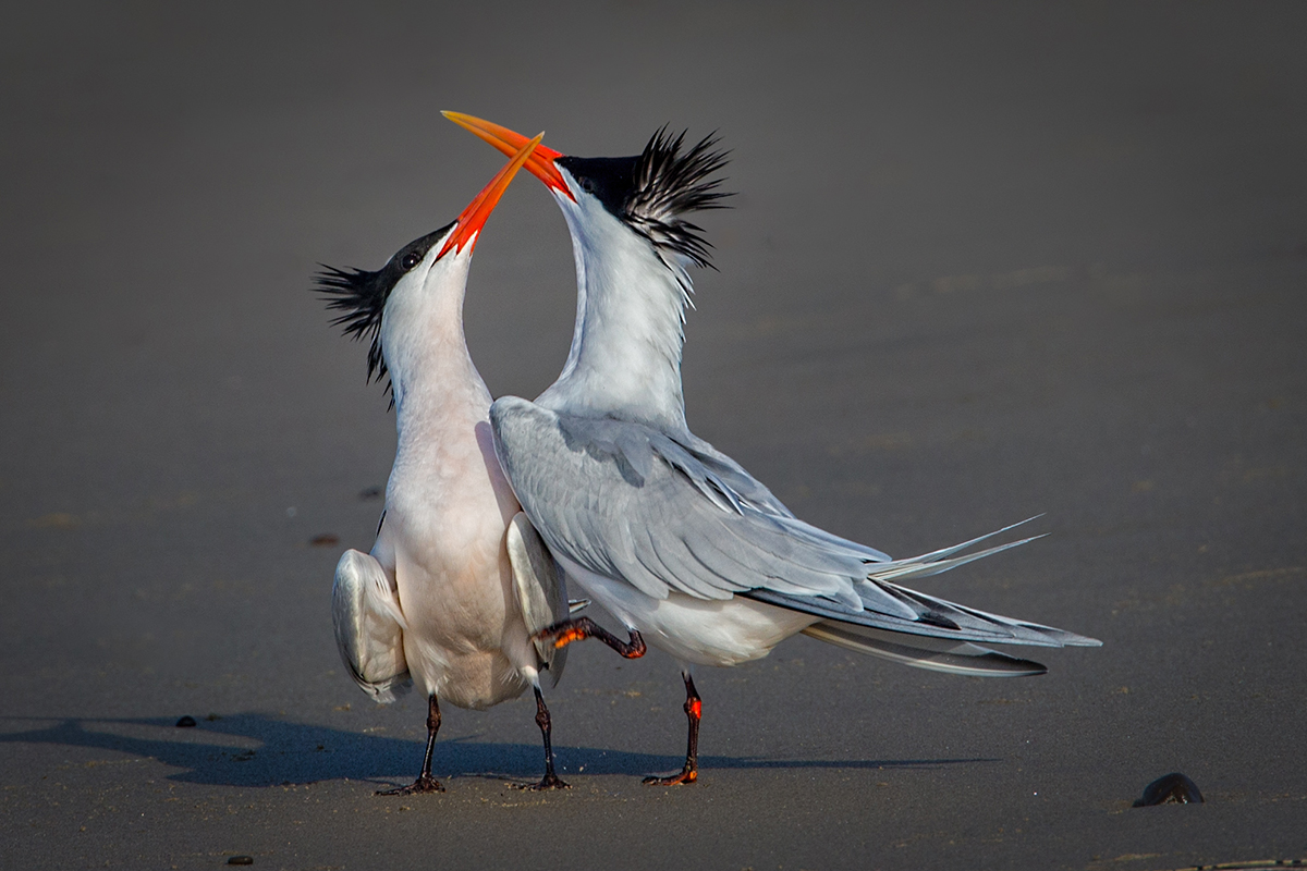 Elegant Terns.jpg