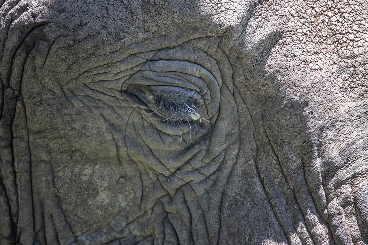 Elephant-eye.jpg