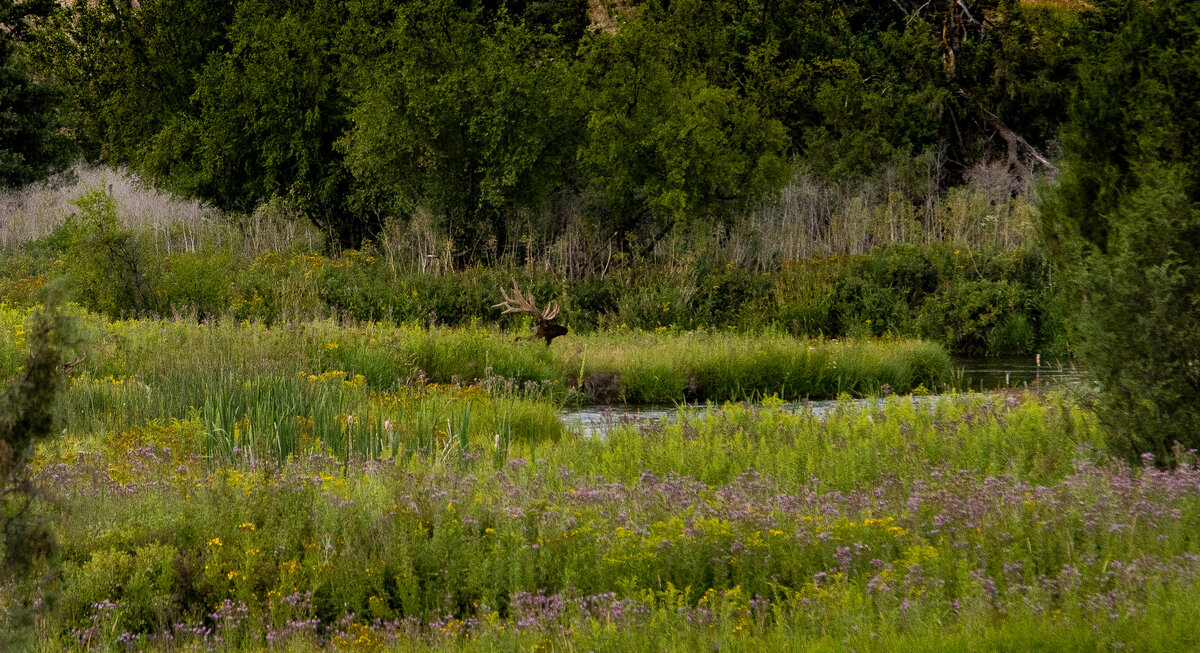 Elk in Opposite Bank.jpg