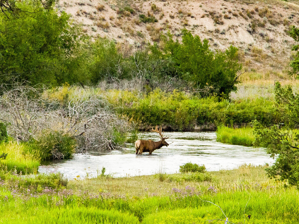 Elk in River .jpg