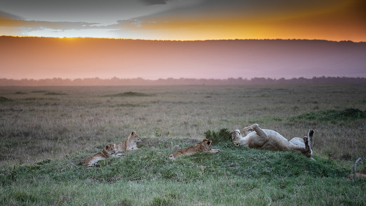 End-of-a-long-day-for-the-lions-Edit.jpg