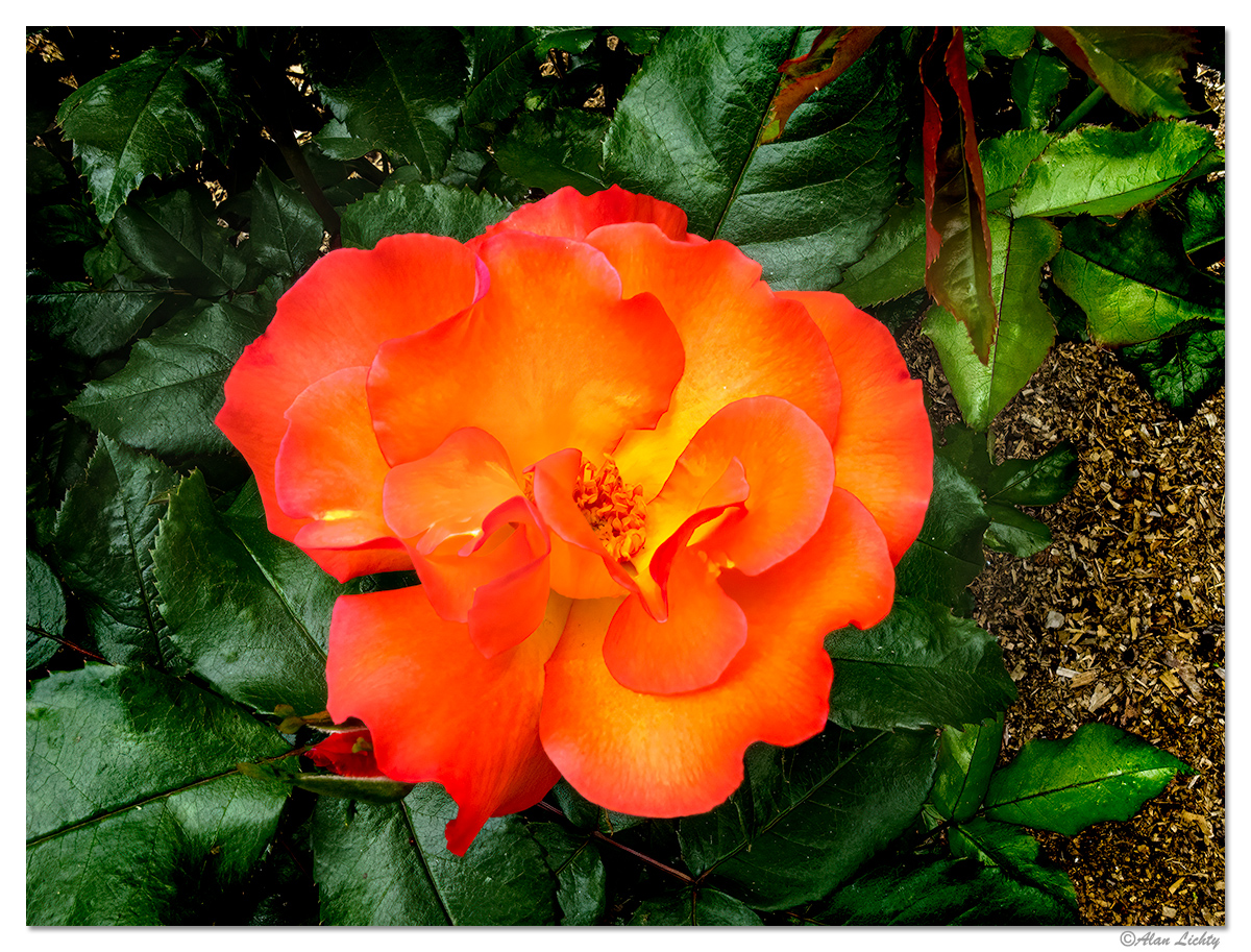ESP-Orange1.jpg