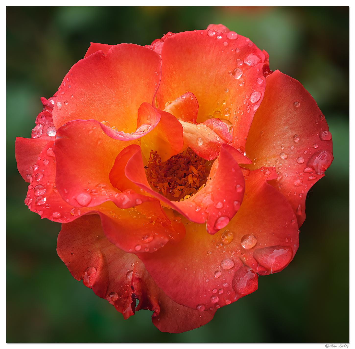 A Couple More Rainy Roses | Focal World