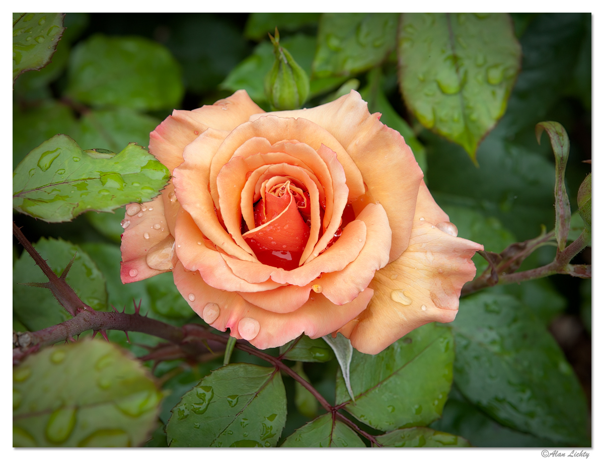 ESP-RainyRoses12.jpg