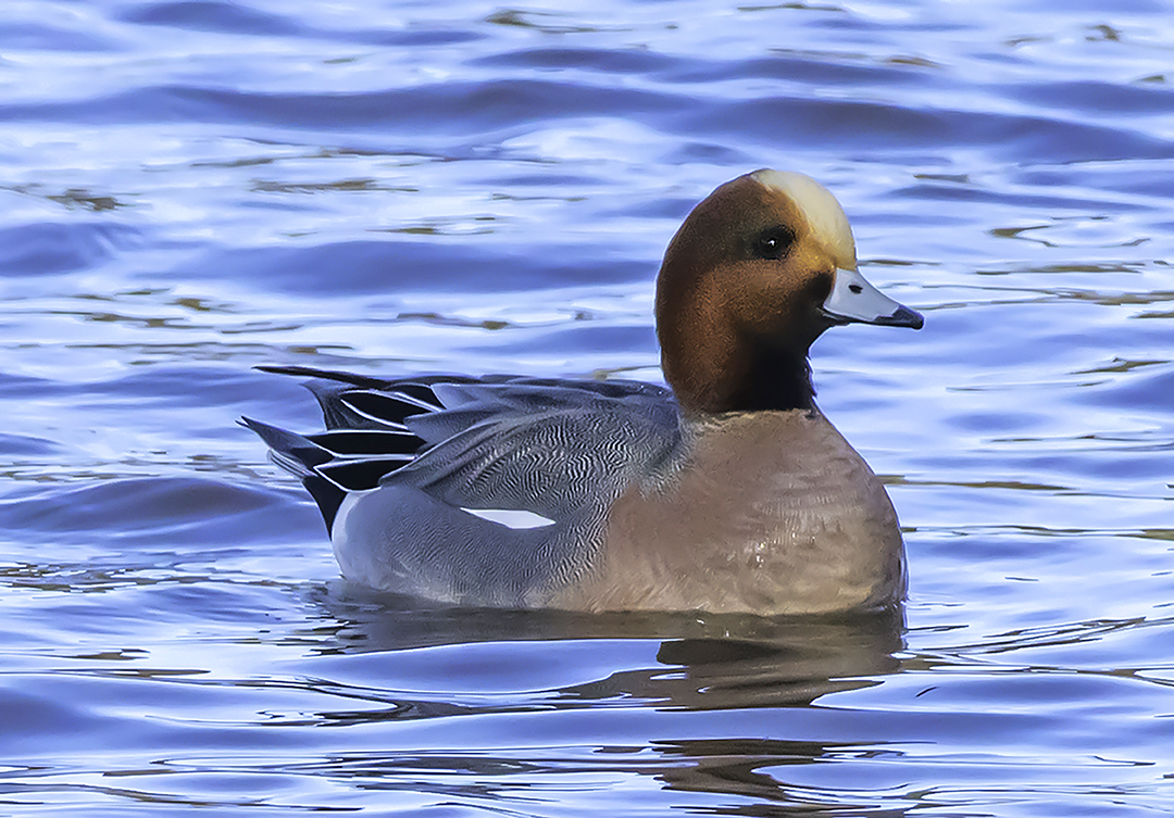 Eurasian Widgeon XX.jpg