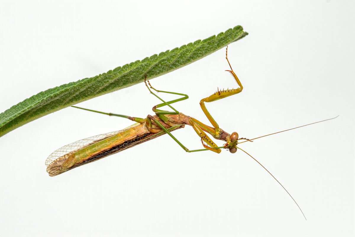 European Mantis-.jpg