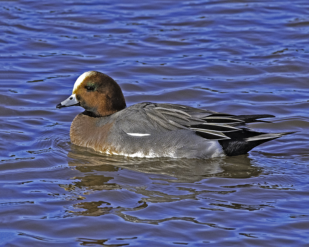 European Widgeon.jpg