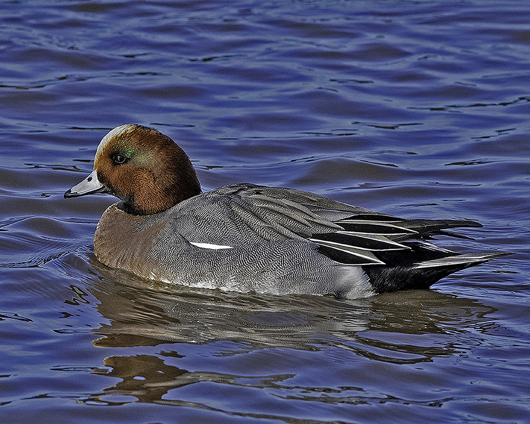 European Wigeon, Green Valley Park, Payson, AZ-II.jpg