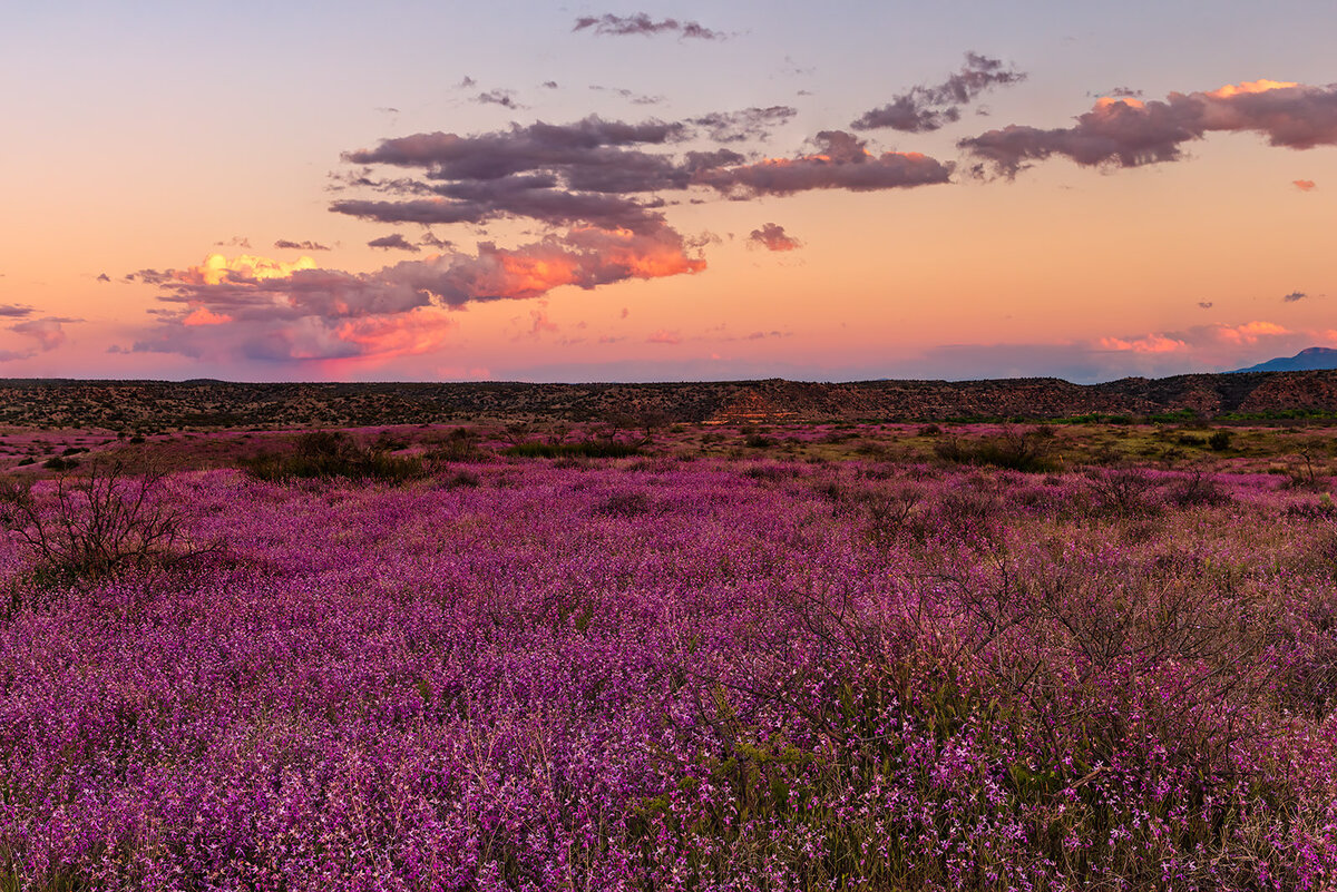 evening scent stock.jpg