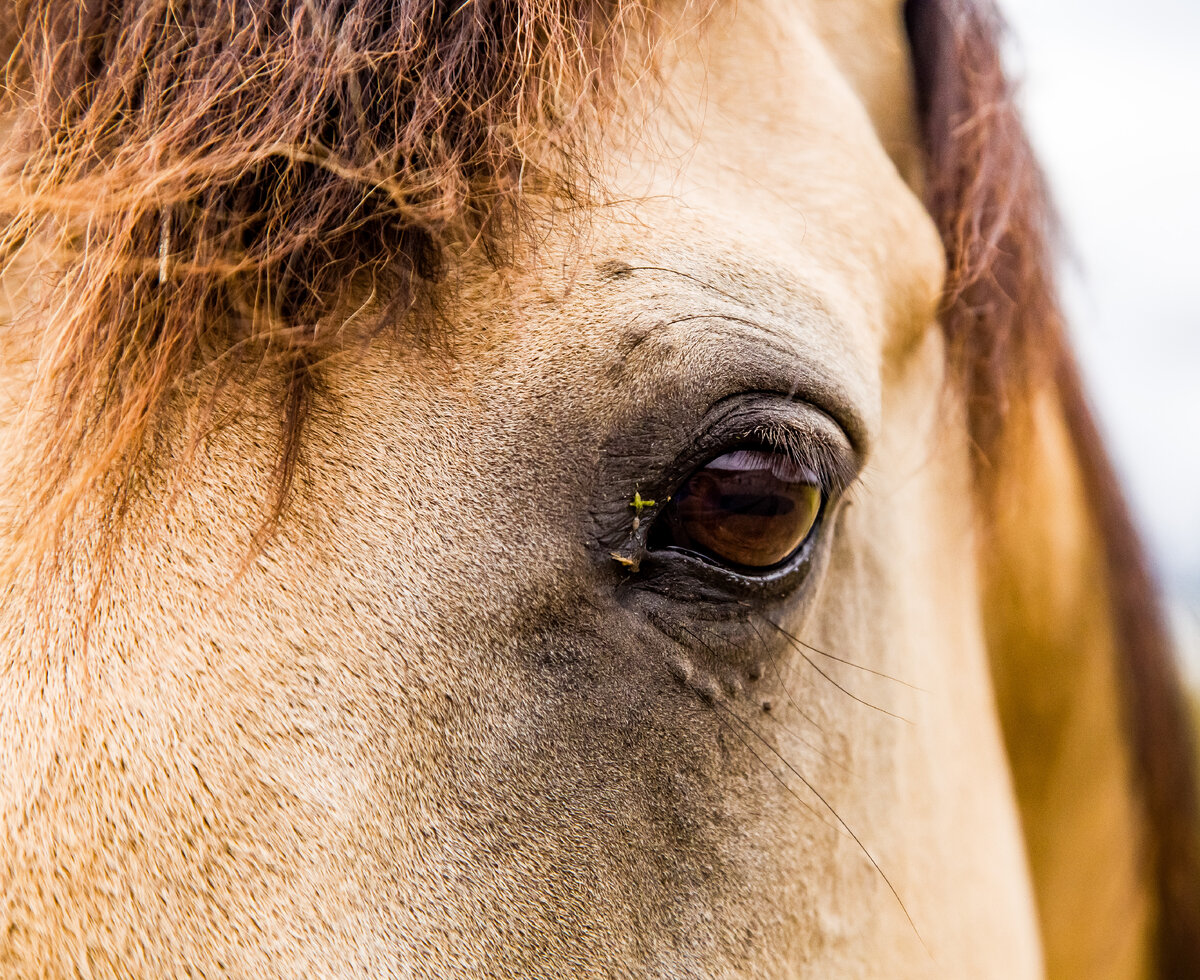 Eye of the Horse.jpg