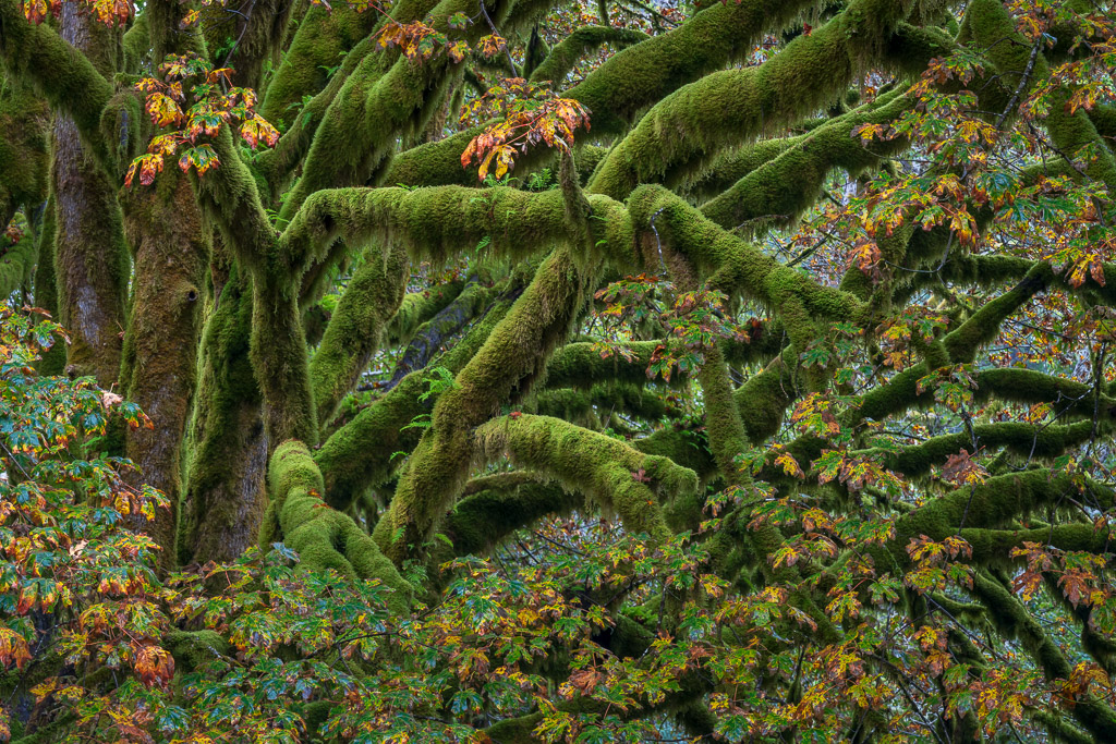 Fairholm BLM Limbs.jpg
