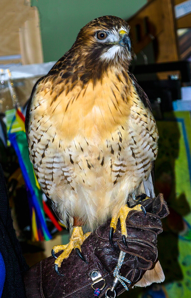 Falcon.jpg
