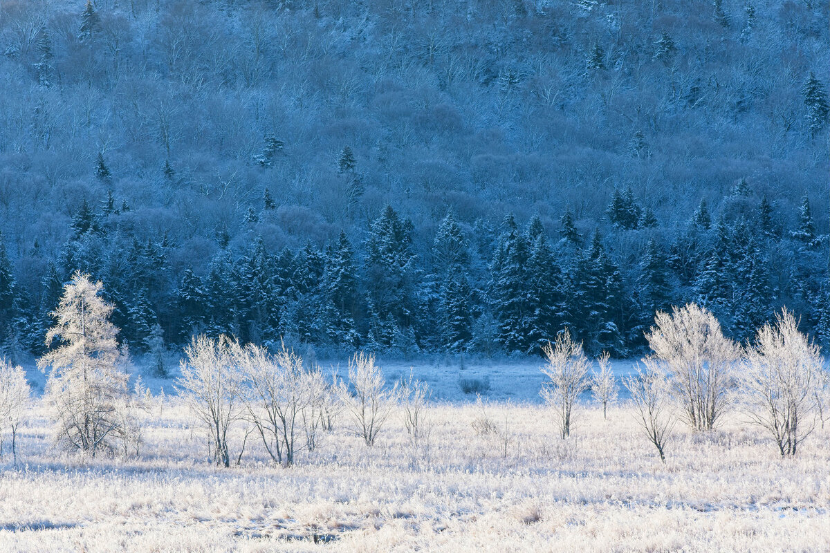 Fall 20 Frozen Trees Snow in the Sacandaga Flatts SLSH.jpg
