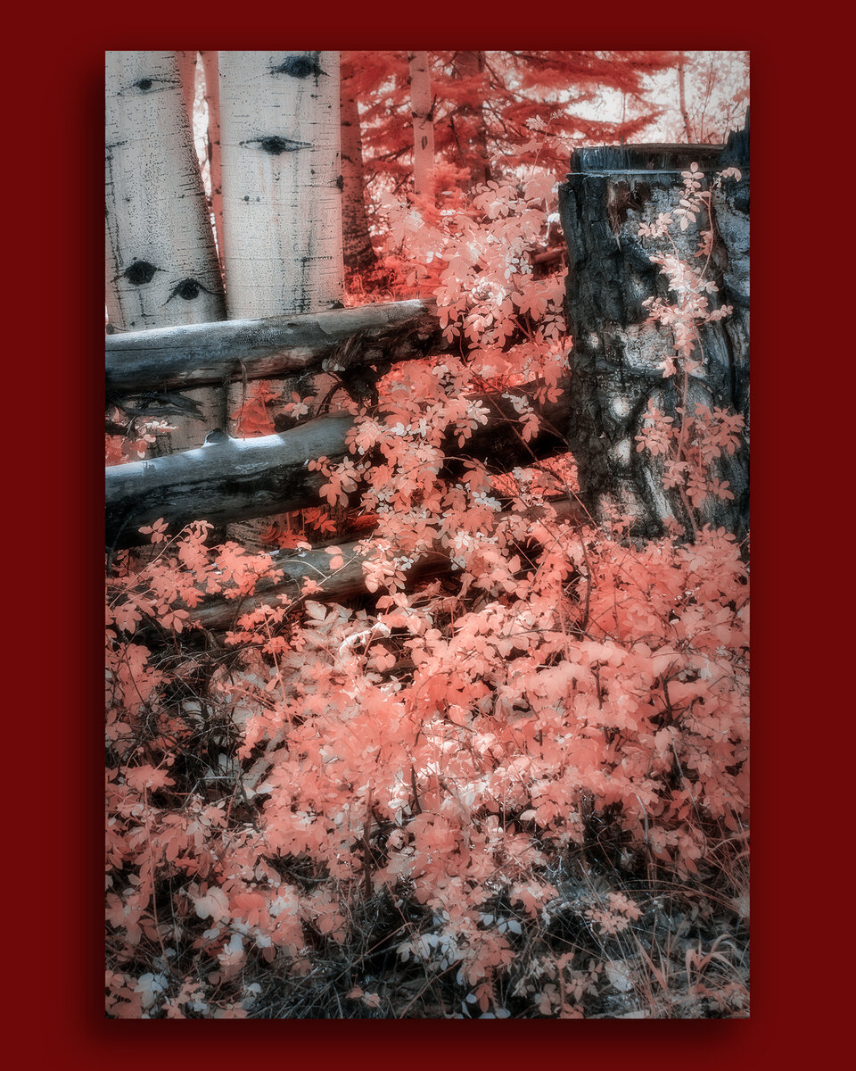 Fall-2021---550nm--4.2.jpg