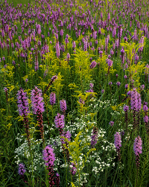 Fall in the Prairie wall.jpg