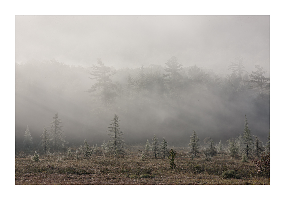Fall Route 10 Fall 17-31 Tamarack Mist Sacandaga Flatts Display.jpg