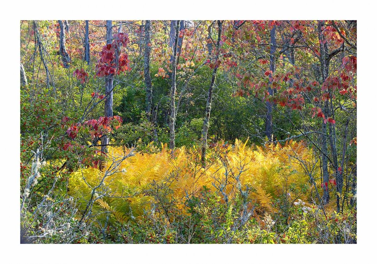 Fall Route 10 Fall 17-55 Oxbow Color Bath display.jpg