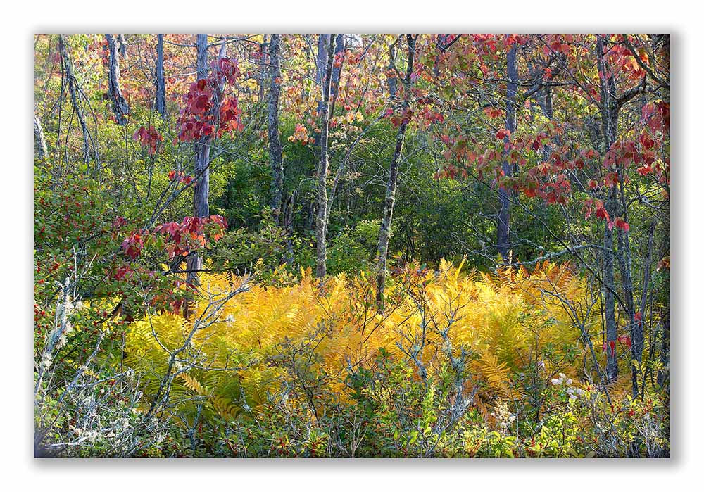 Fall Route 10 Fall 17-55 Oxbow Color Bath display.jpg