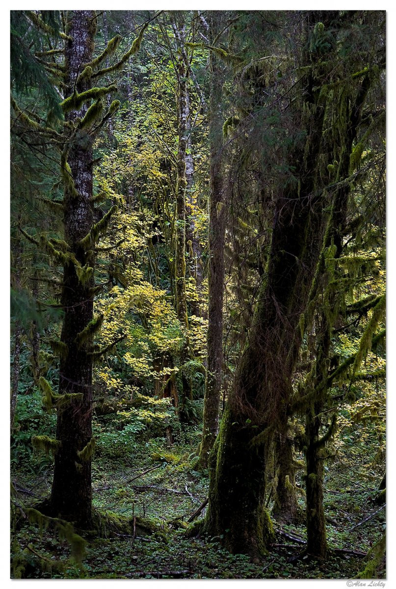 FallLeaves-SitkumRainForest2.jpg