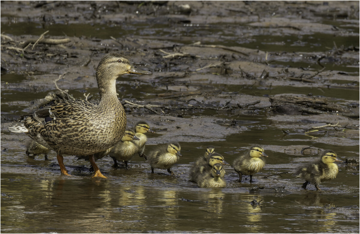 Family Mallard.jpg