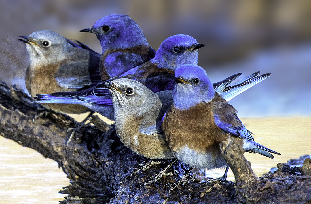 family of five wesern bluebirds.jpg