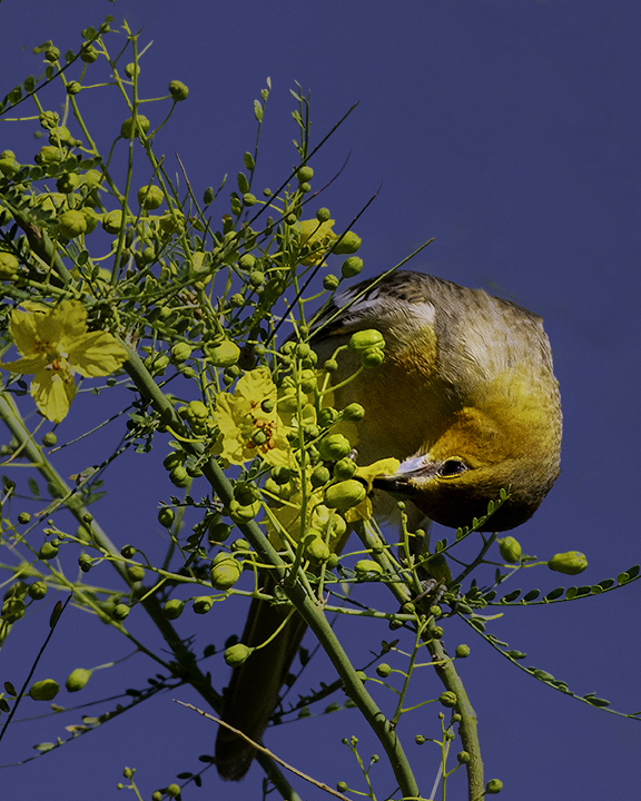 Female Bullocks Oriole.jpg