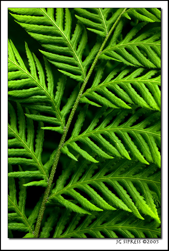 fern2.jpg
