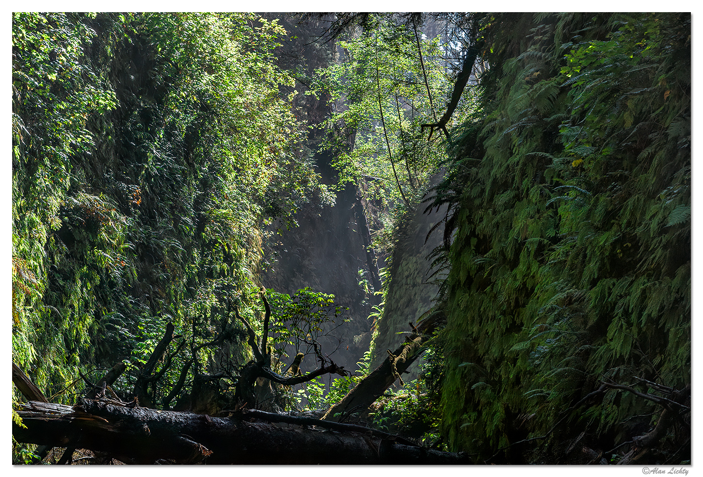 FernCanyon3.jpg