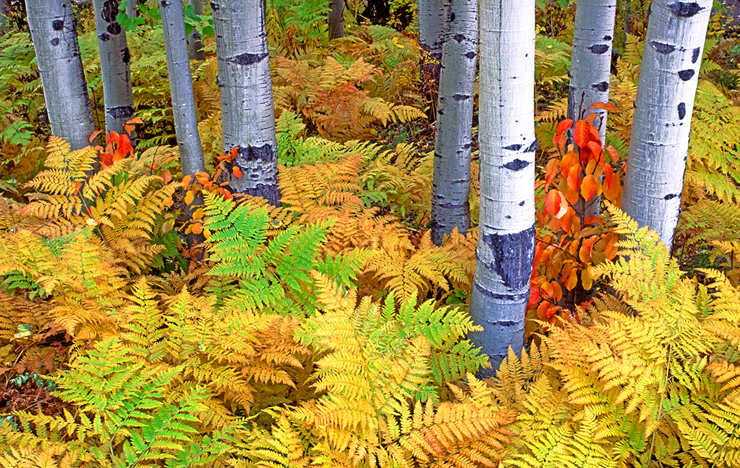 ferns and boles final.jpg