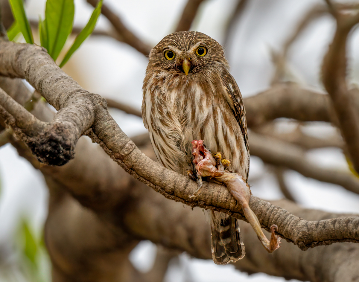 Ferruginous pygmy owl-07182-Edit.jpg