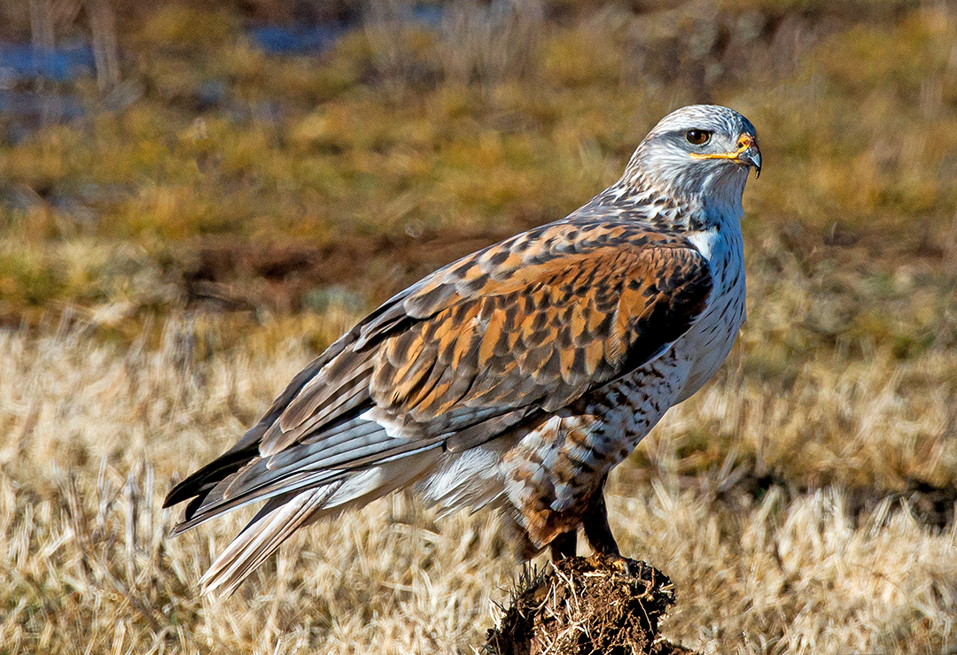 Feruginous Hawk (1 of 1).jpg