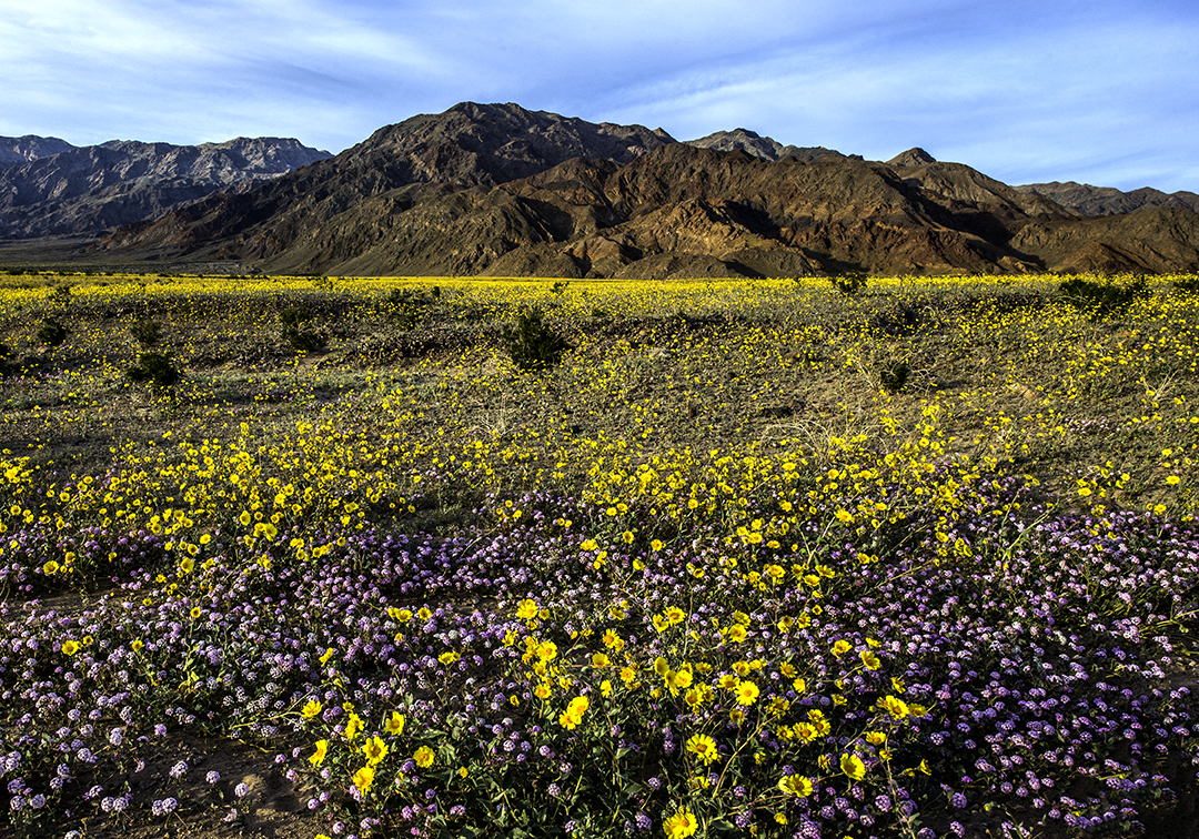 Death Valley Super Bloom in 2016 Focal World