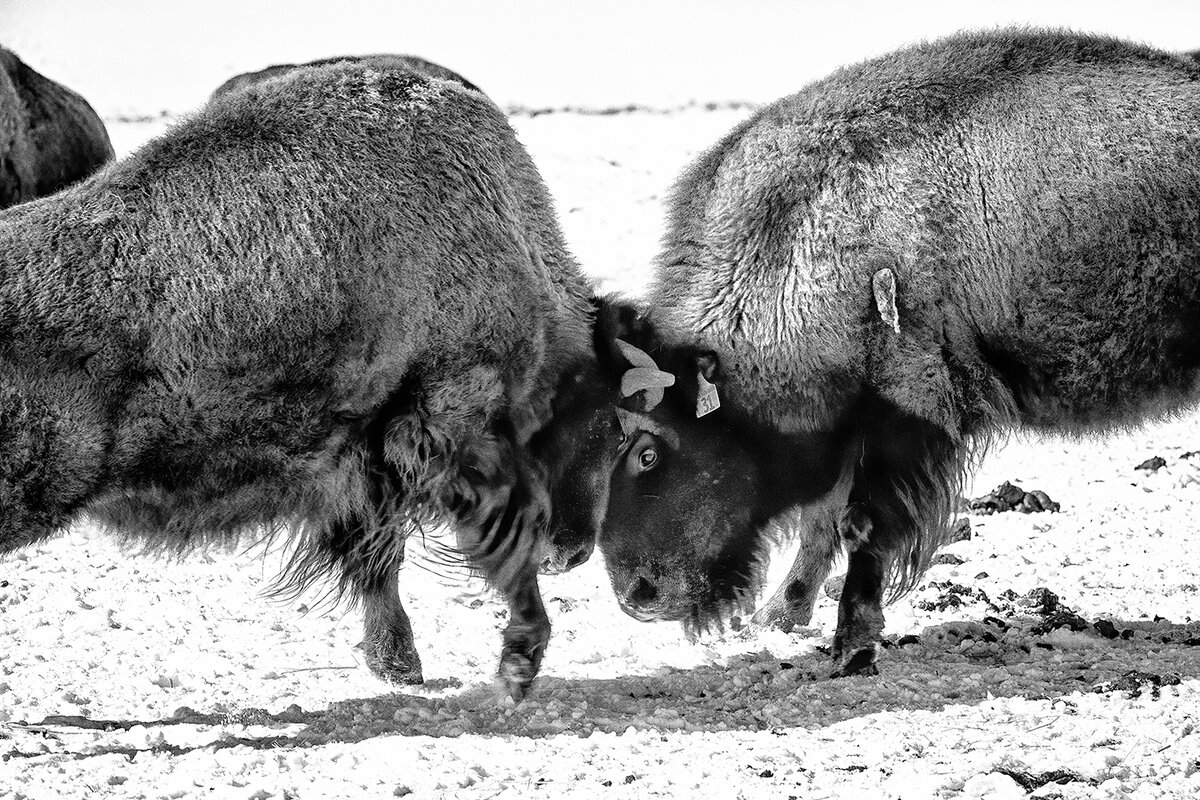fight4NoiseSharpNikBW.jpg