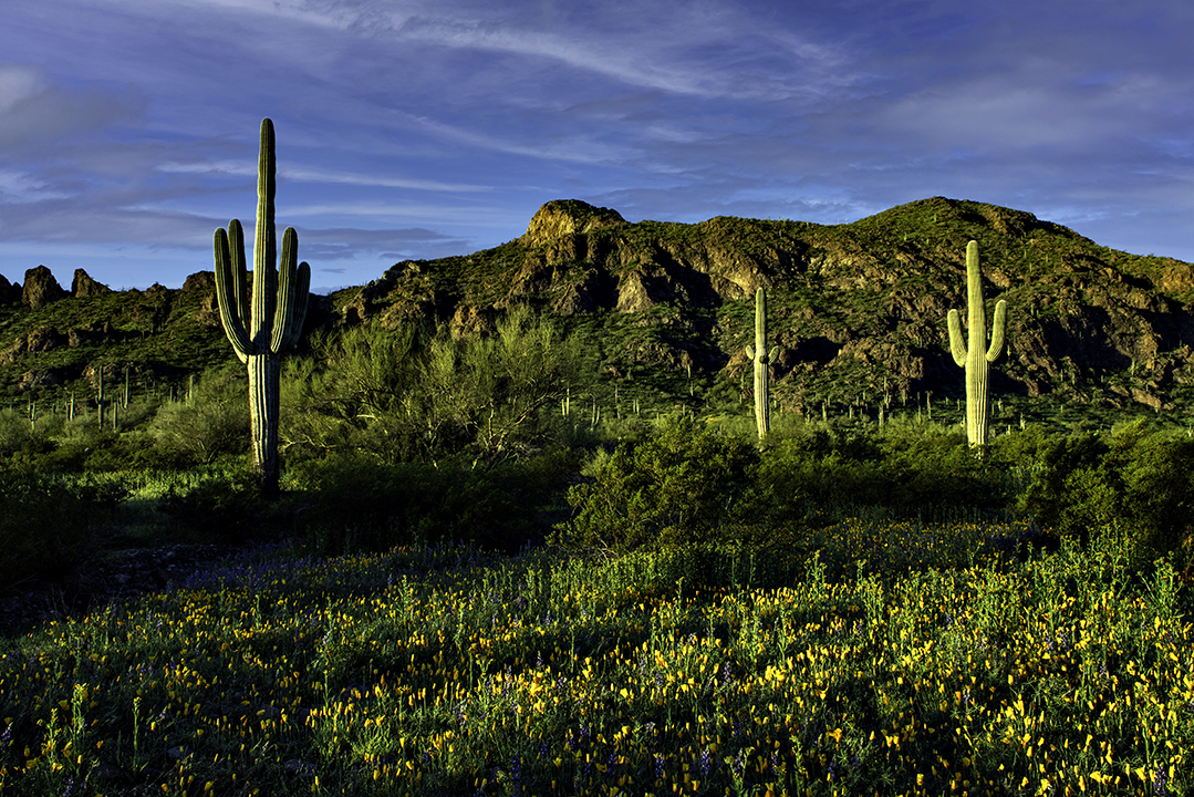 First Light at Picacho Peak State Park, AZ  II.jpg