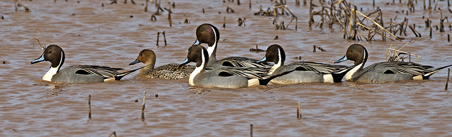 Five Pintail males trying to impress one female.jpg