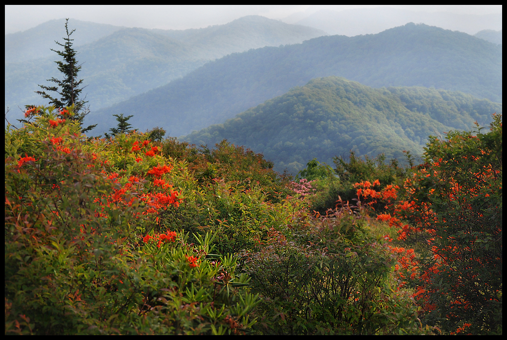 Flame Azaleas at Andrews Bald.jpg