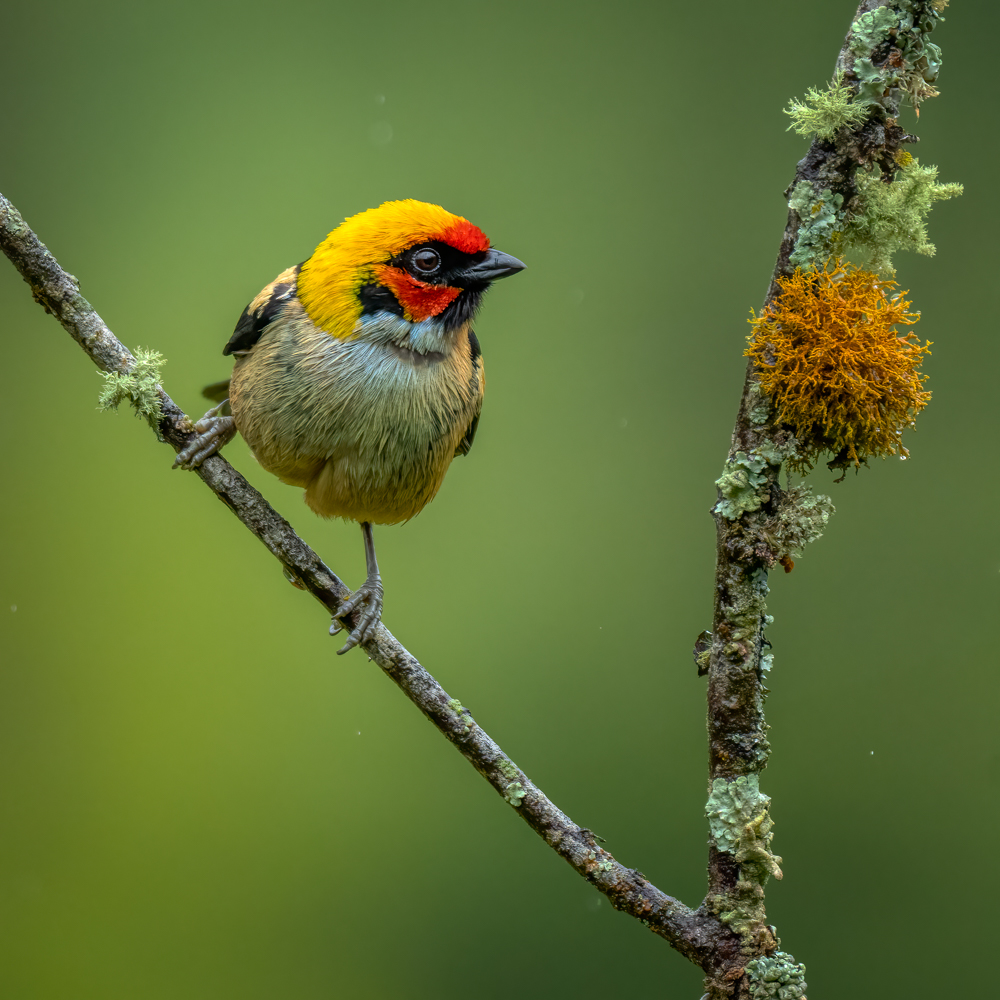 Flame-faced Tanagers-03671-Edit.jpg