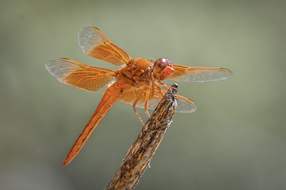 Flame Skimmer-7642-Edit.jpg
