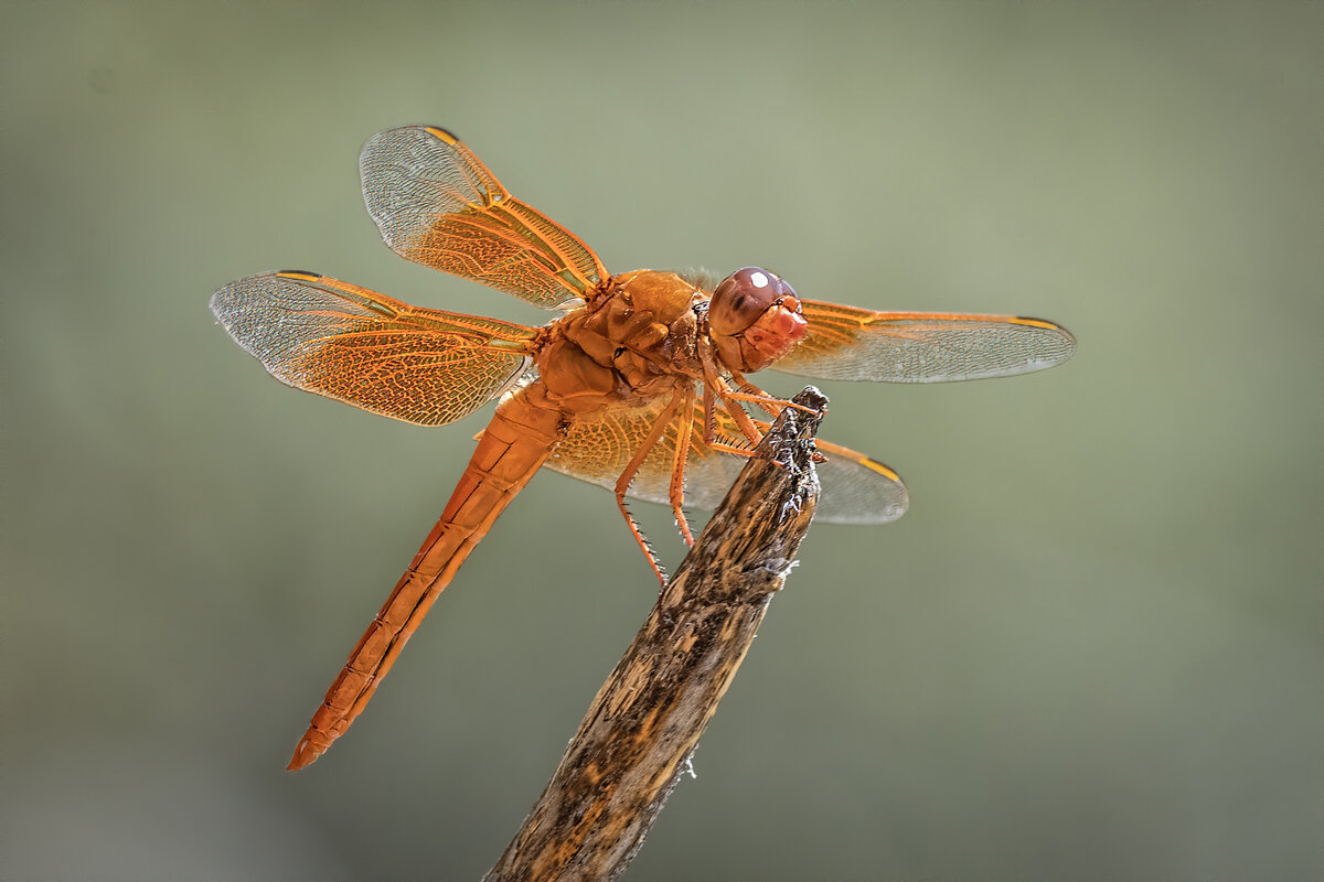 Flame Skimmer-7642-Edit.jpg