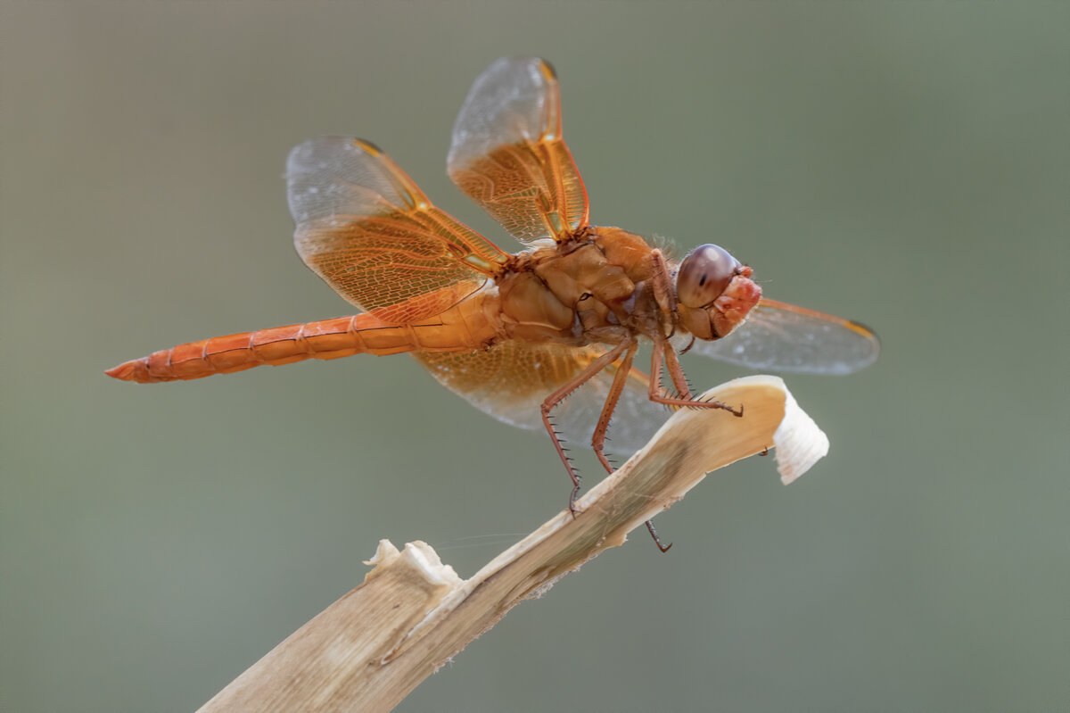 Flame Skimmer-7715-Edit.jpg