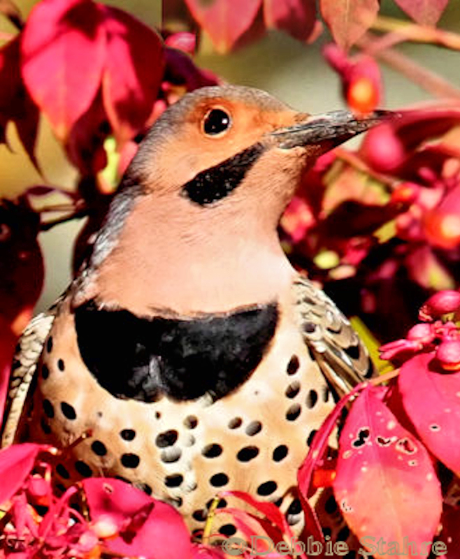 Flicker5303p.jpg