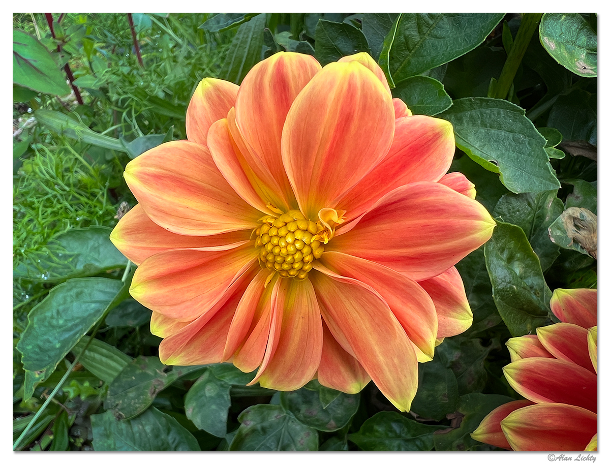 FlorenceFlowers1-a.jpg