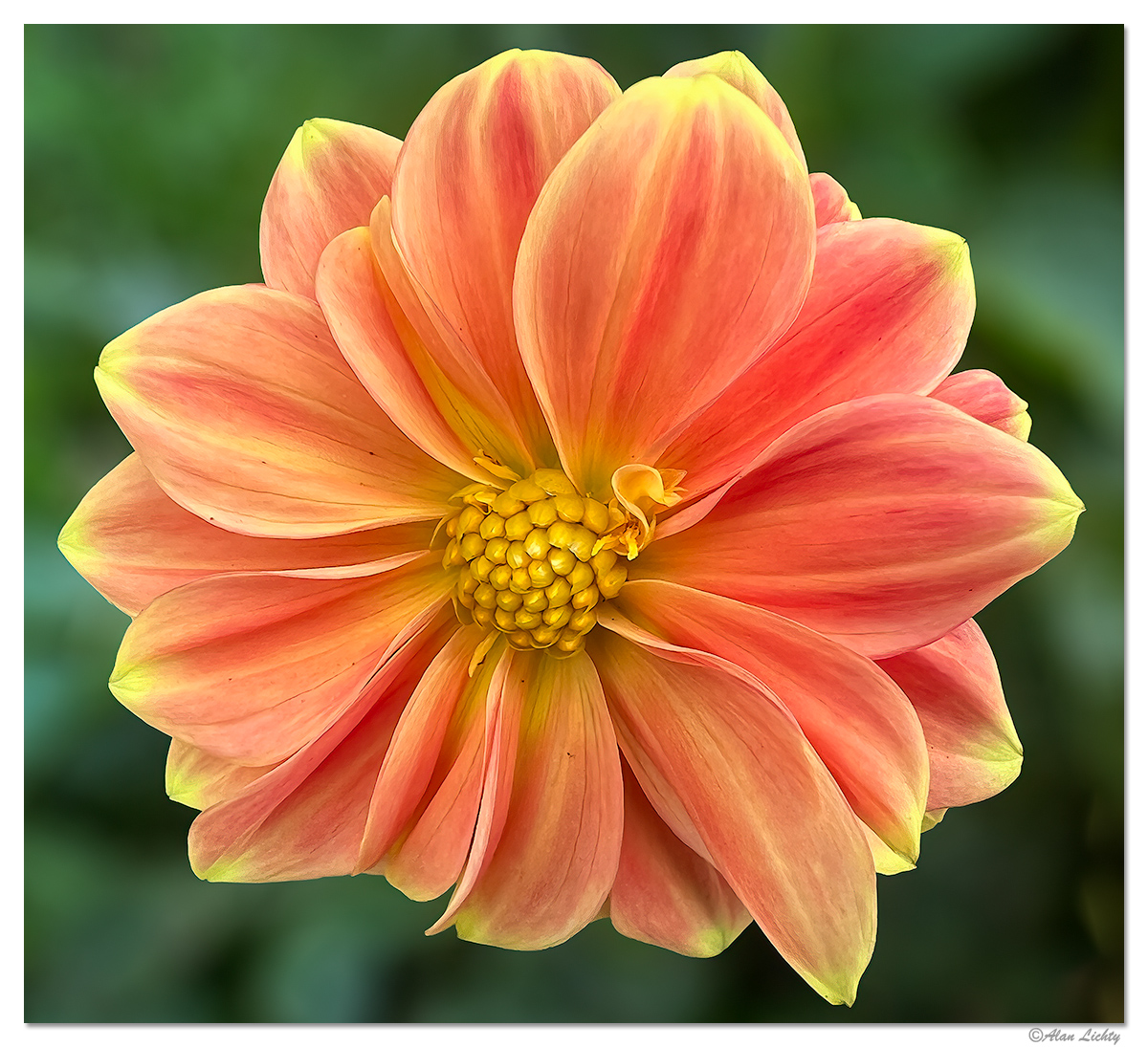FlorenceFlowers1.jpg