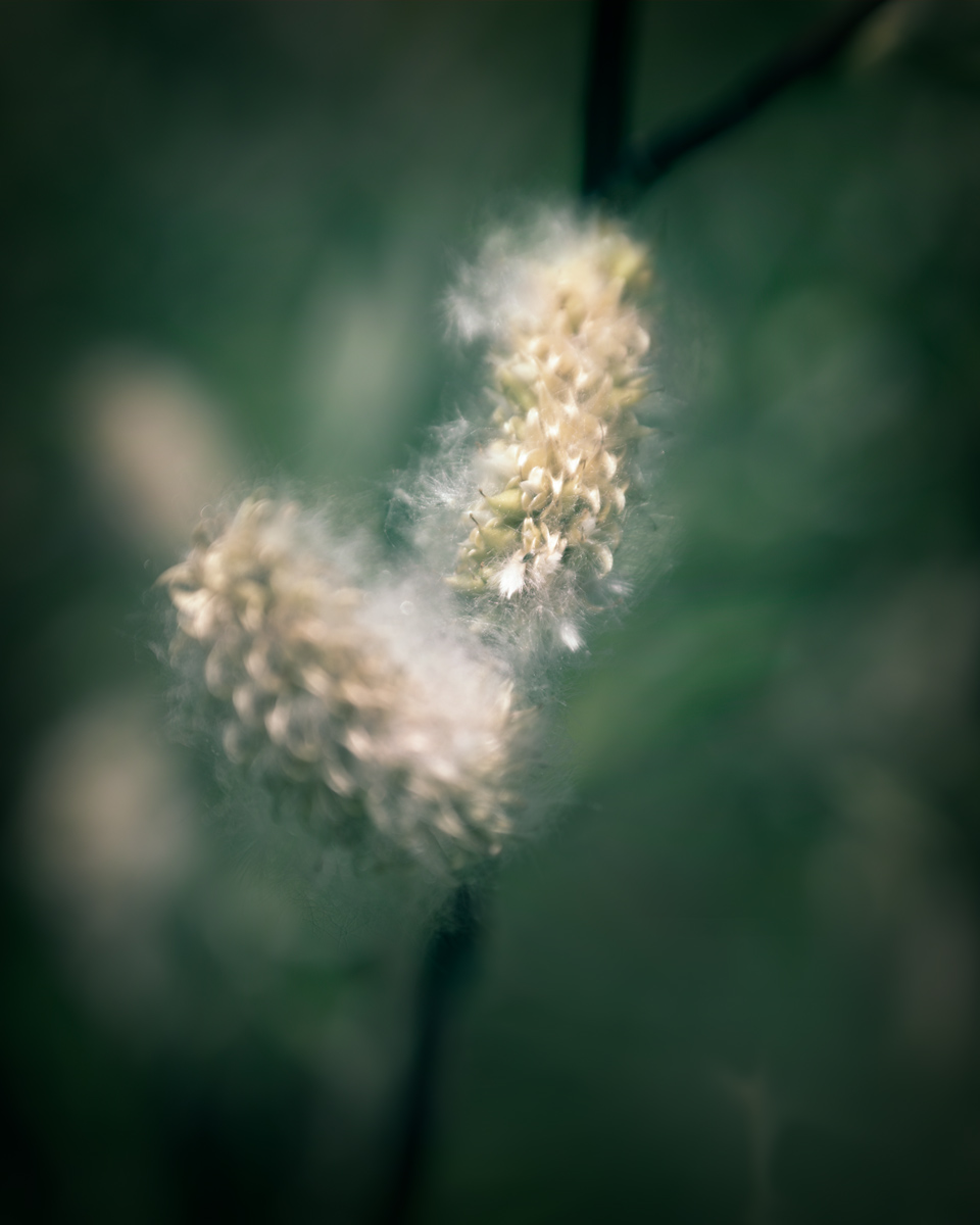 Flower---4.jpg