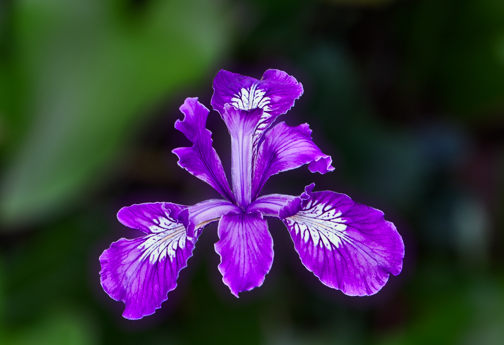 Flower-Blur jameel.jpg