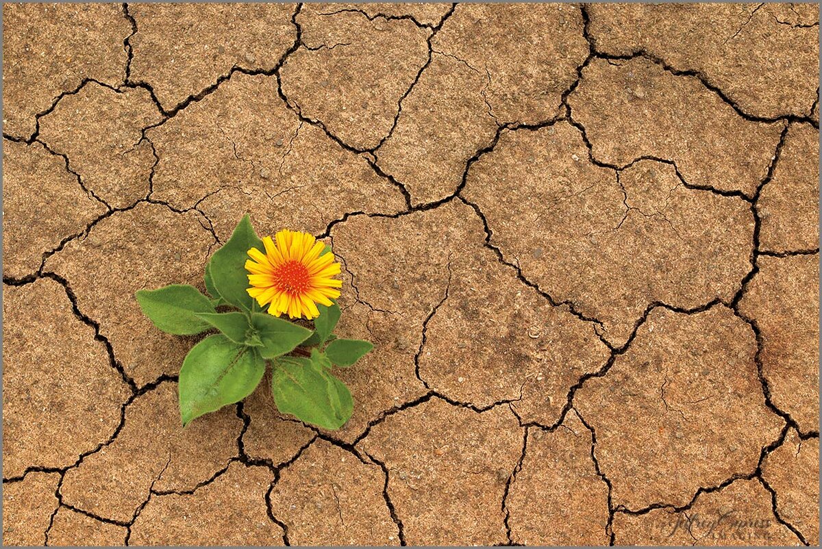 flowercracks-1200.jpg