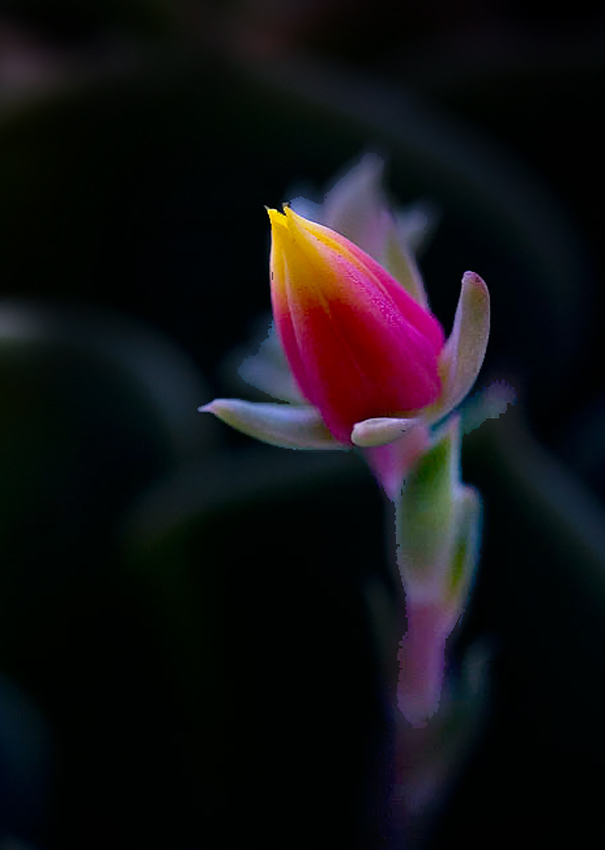 flowermod.jpg